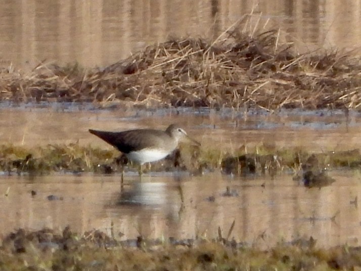 Green Sandpiper - ML615303315