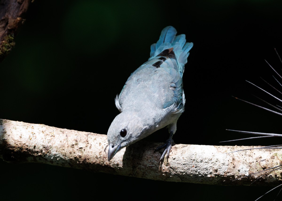 Sayaca Tanager - ML615303324