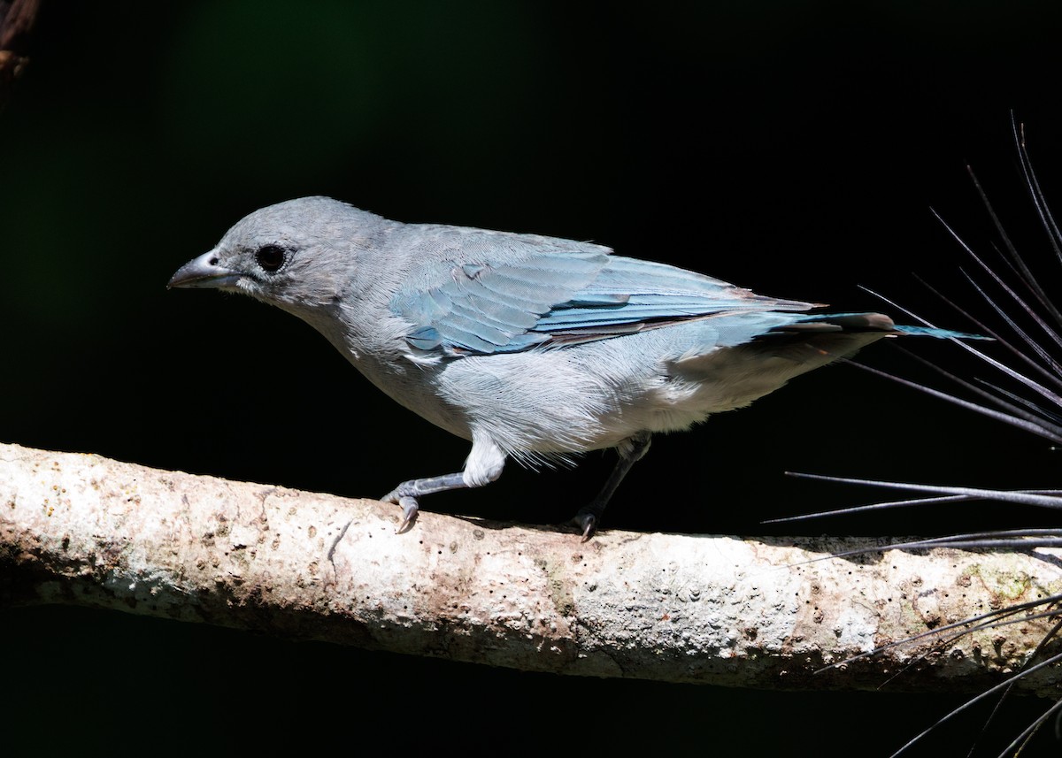 Sayaca Tanager - ML615303325