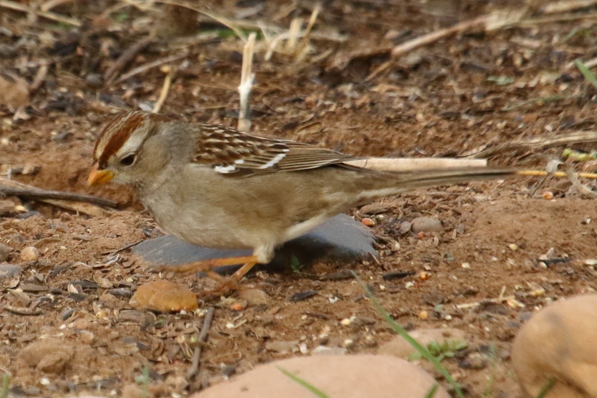 White-crowned Sparrow - gord smith