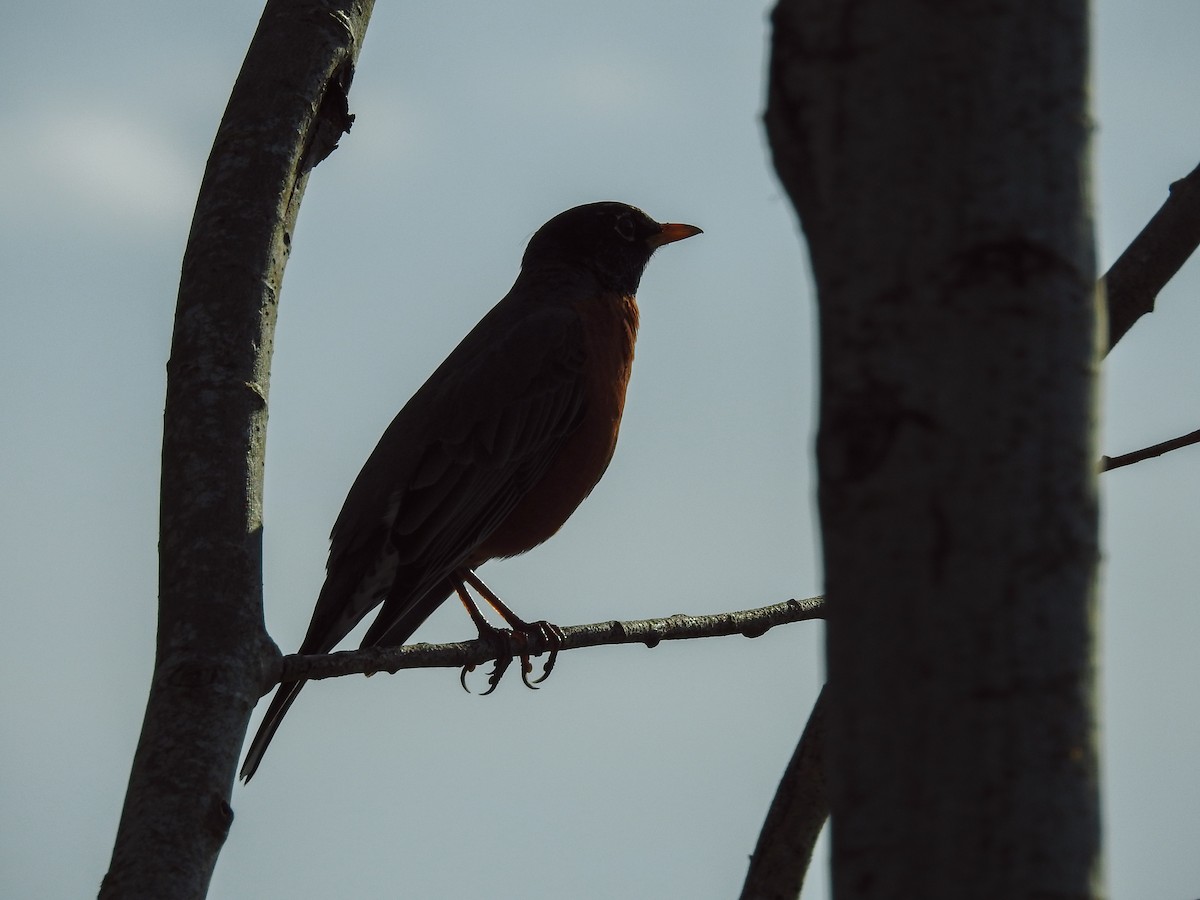 American Robin - ML615303345