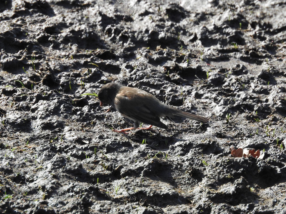 Dark-eyed Junco - ML615303363