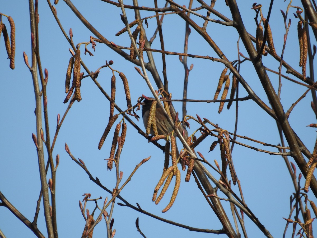 Dark-eyed Junco - ML615303364