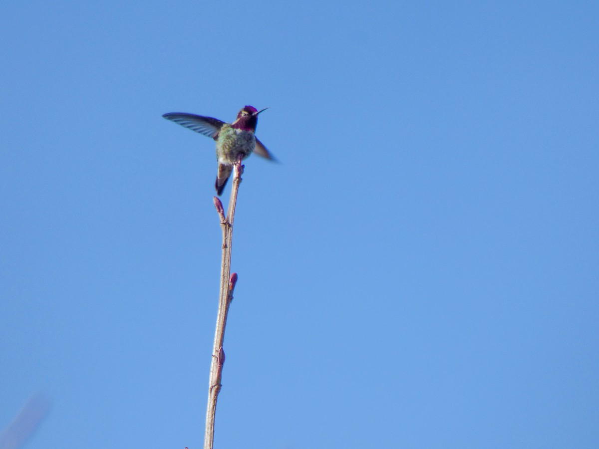 Anna's Hummingbird - ML615303412