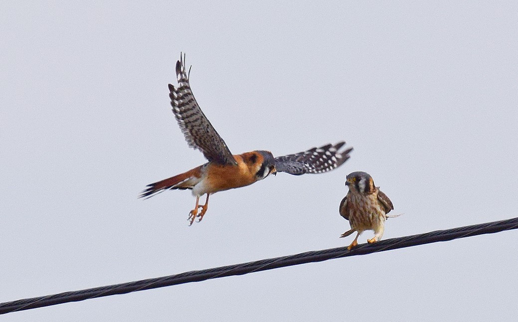 American Kestrel - ML615303414