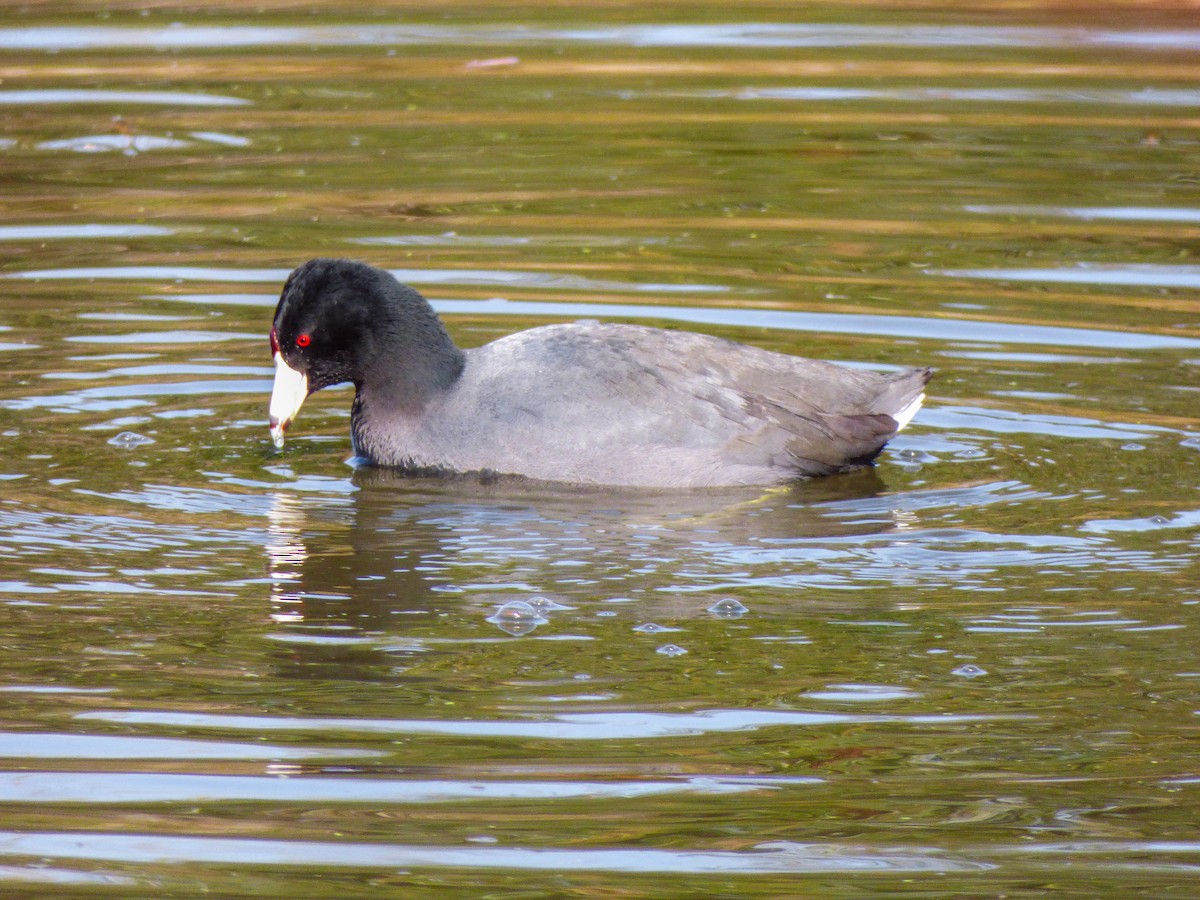 American Coot - ML615303418