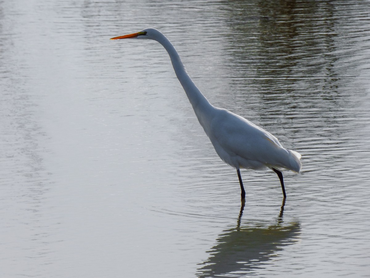 Great Egret - Bobby Riggs