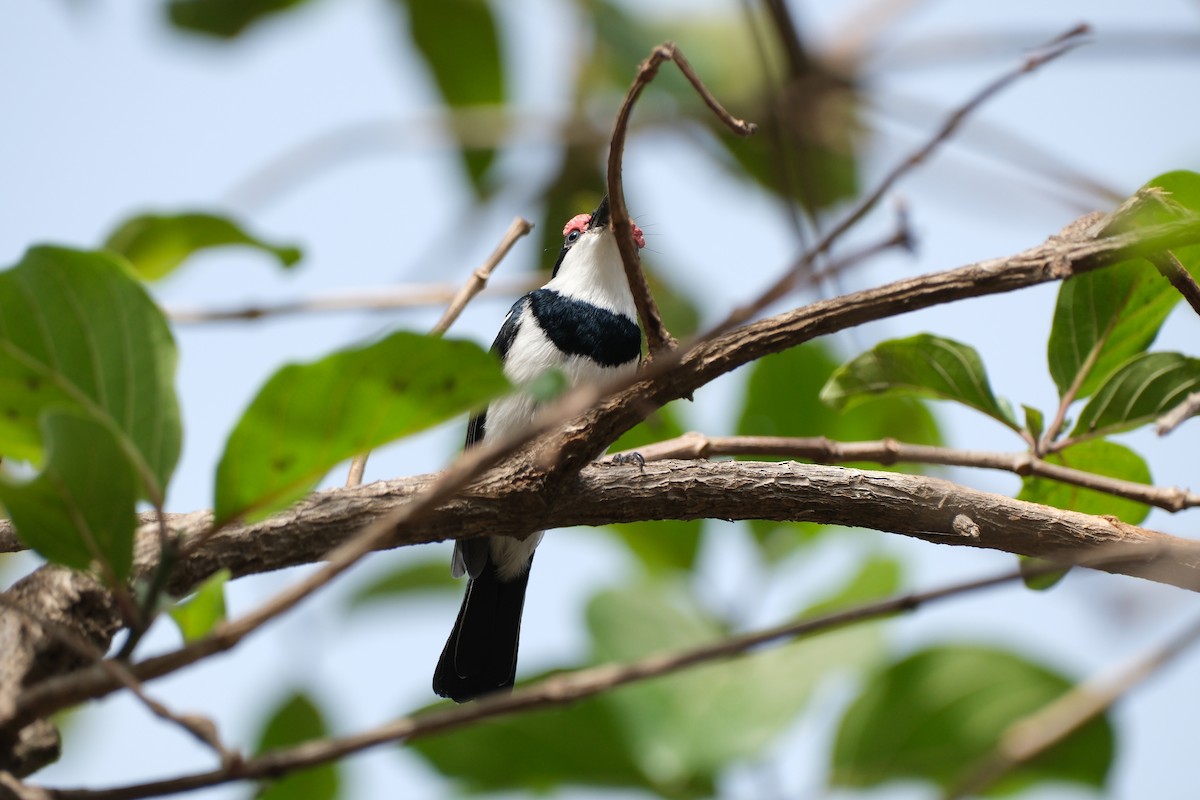 Brown-throated Wattle-eye - John Lee