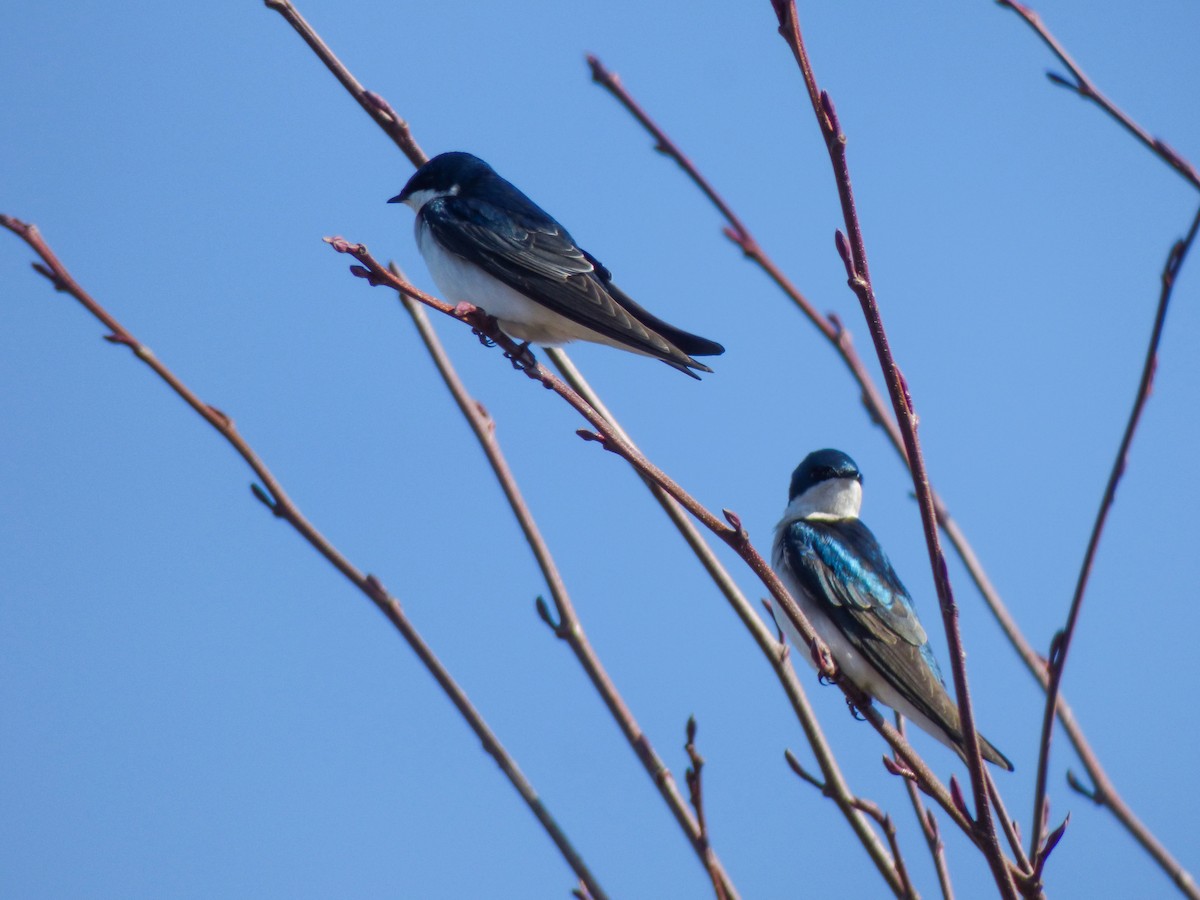 Golondrina Bicolor - ML615303452