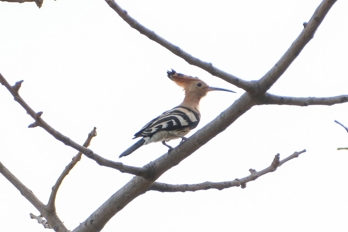 Eurasian Hoopoe - ML615303491