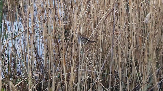 Cetti's Warbler - ML615303546