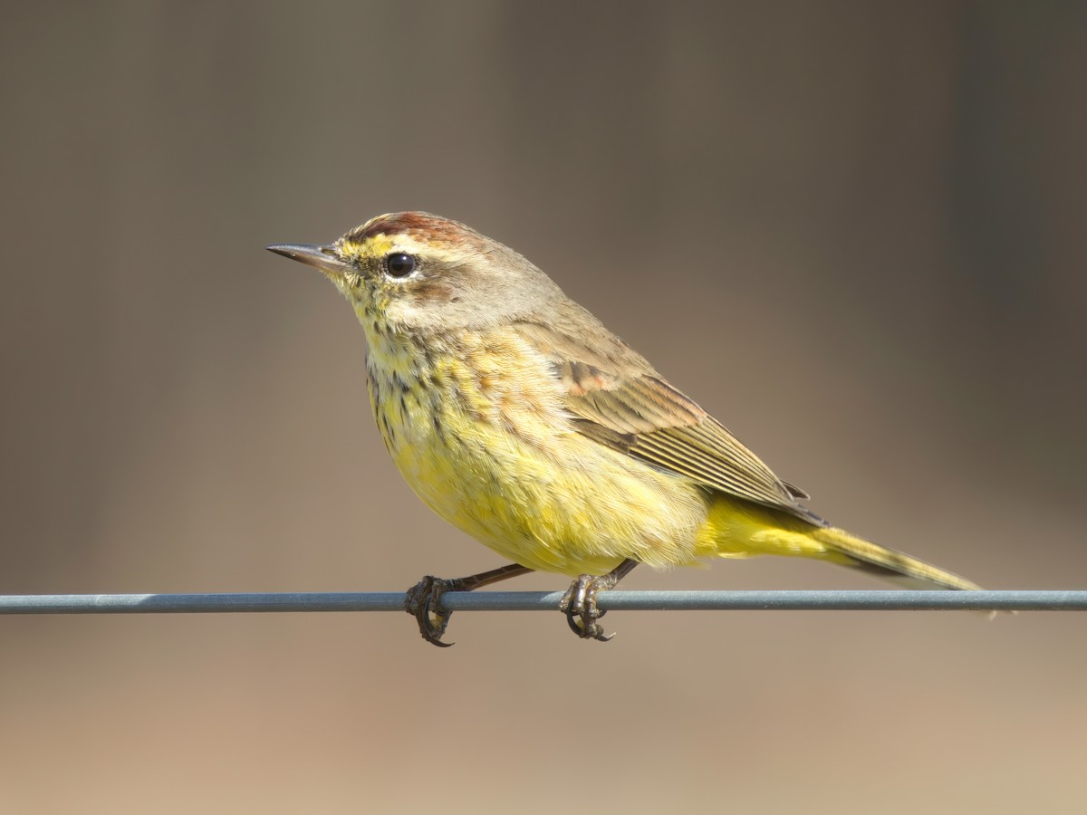 Palm Warbler - ML615303549