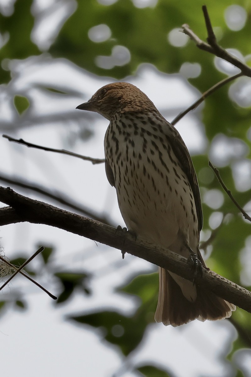 Violet-backed Starling - ML615303554