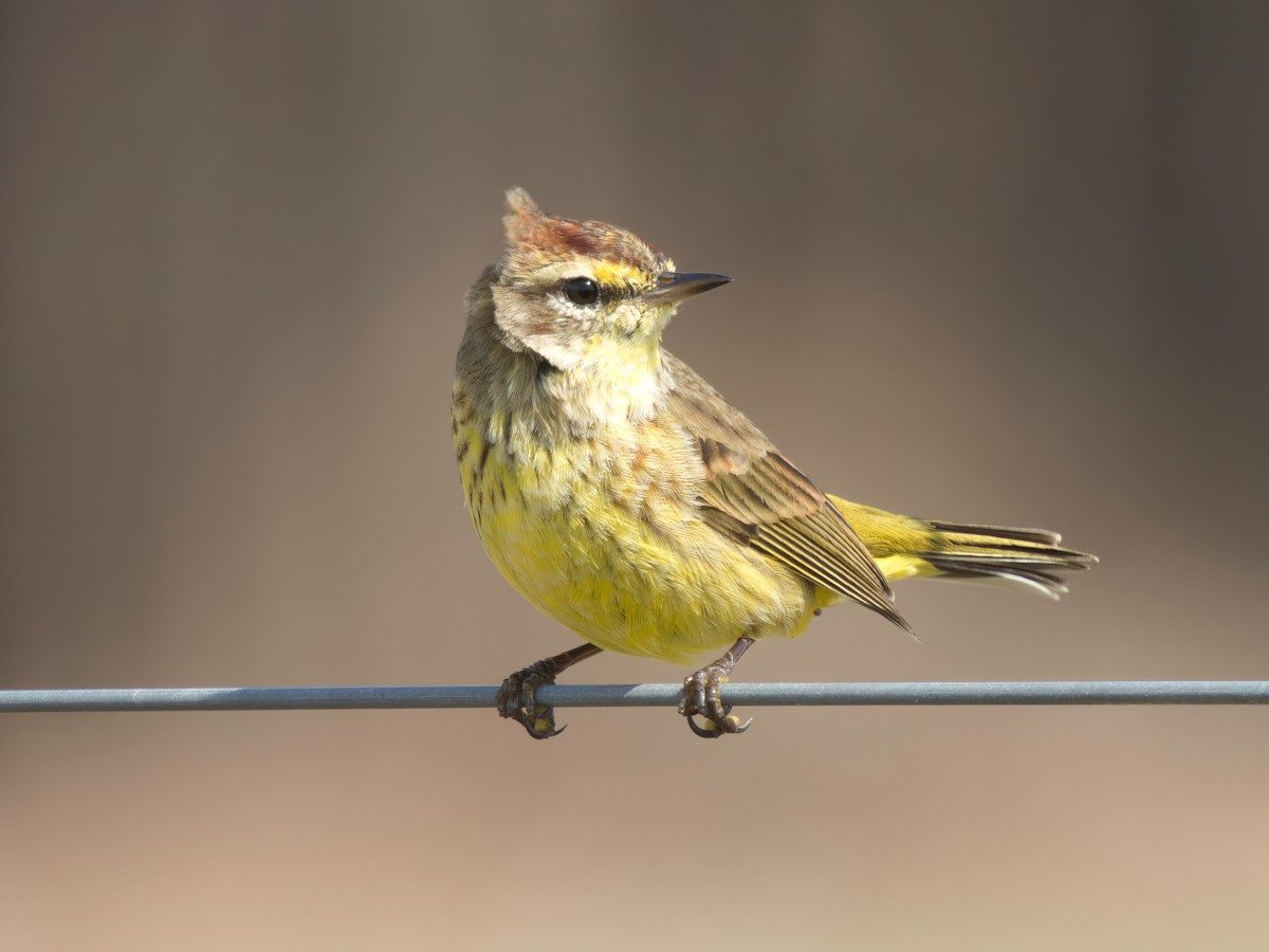 Palm Warbler - ML615303558