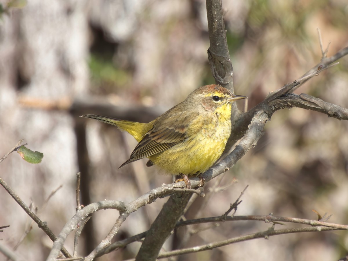 Palm Warbler - ML615303563