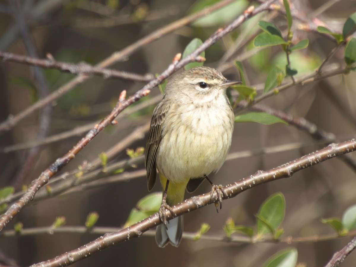 Palm Warbler - ML615303581