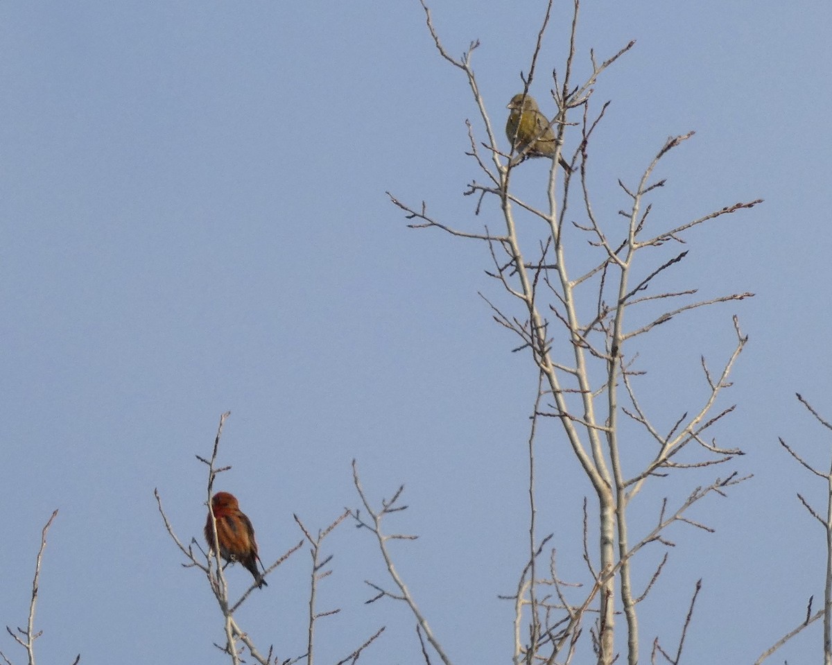 Red Crossbill - Bruce Ripley