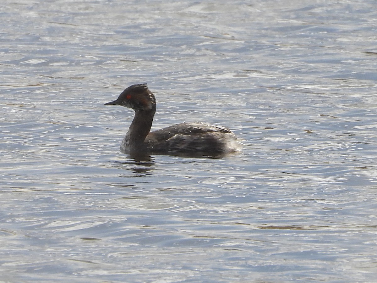 Eared Grebe - ML615303653