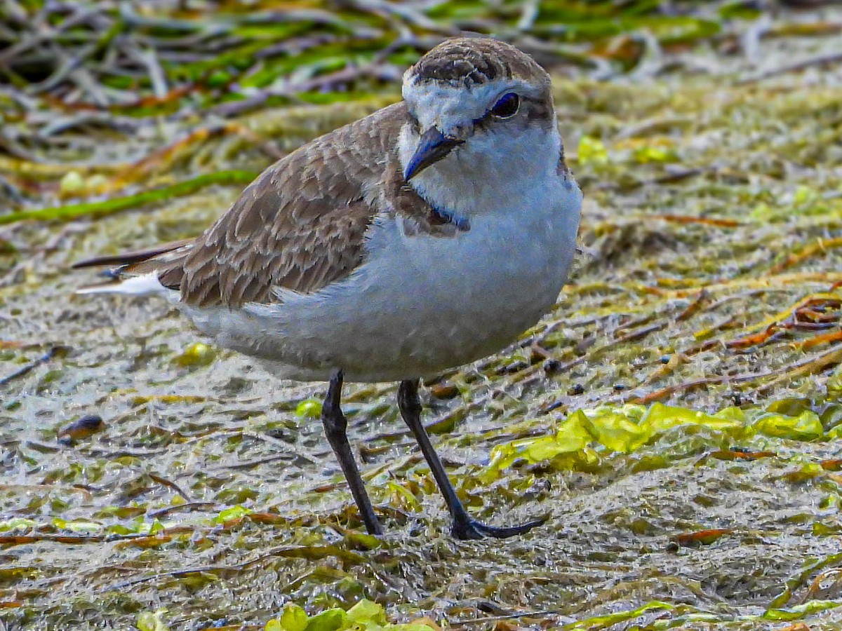 Kentish Plover - Maria João Marques Gomes