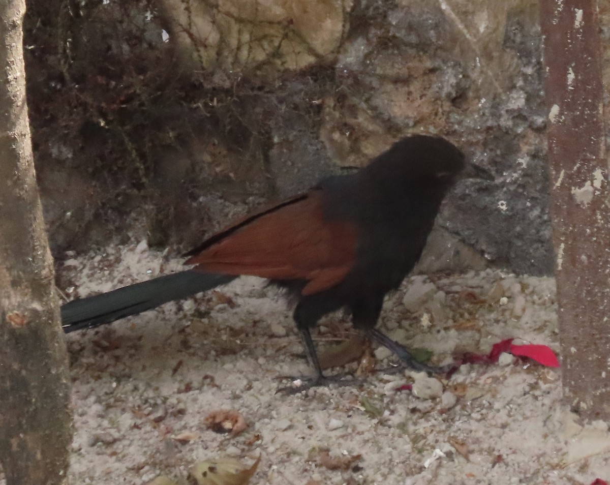 Greater Coucal - ML615303863