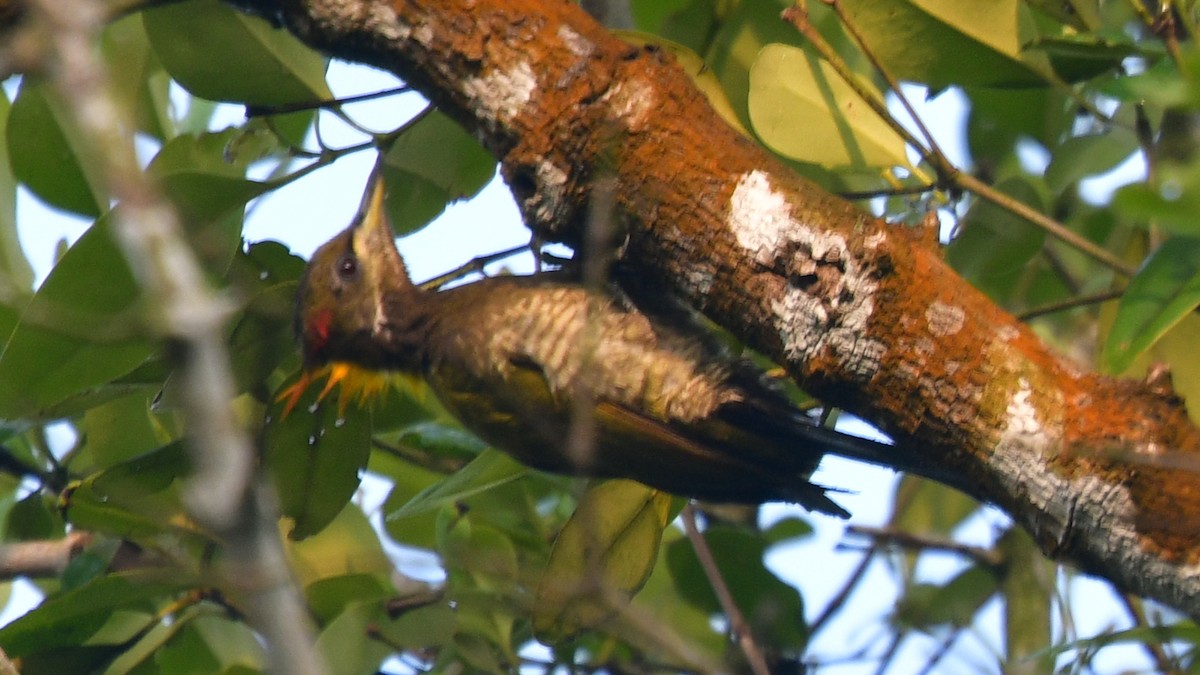 Lesser Yellownape - Carl Winstead