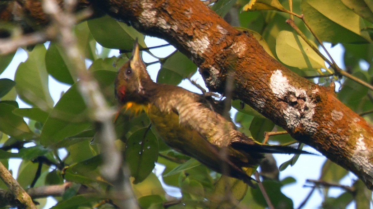 Lesser Yellownape - Carl Winstead