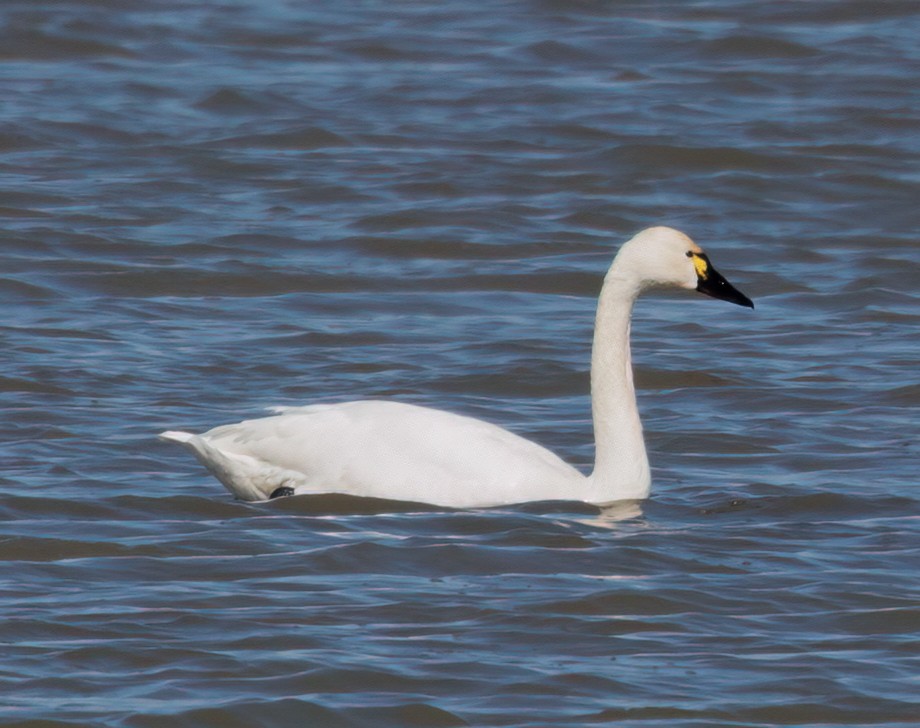 Tundra Swan - Kirill Belashchenko