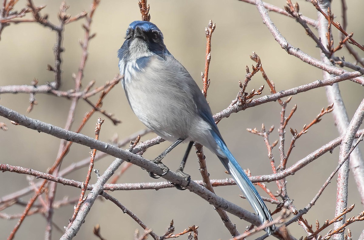 California/Woodhouse's Scrub-Jay - ML615303904