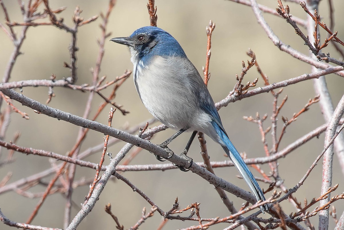 California/Woodhouse's Scrub-Jay - ML615303905