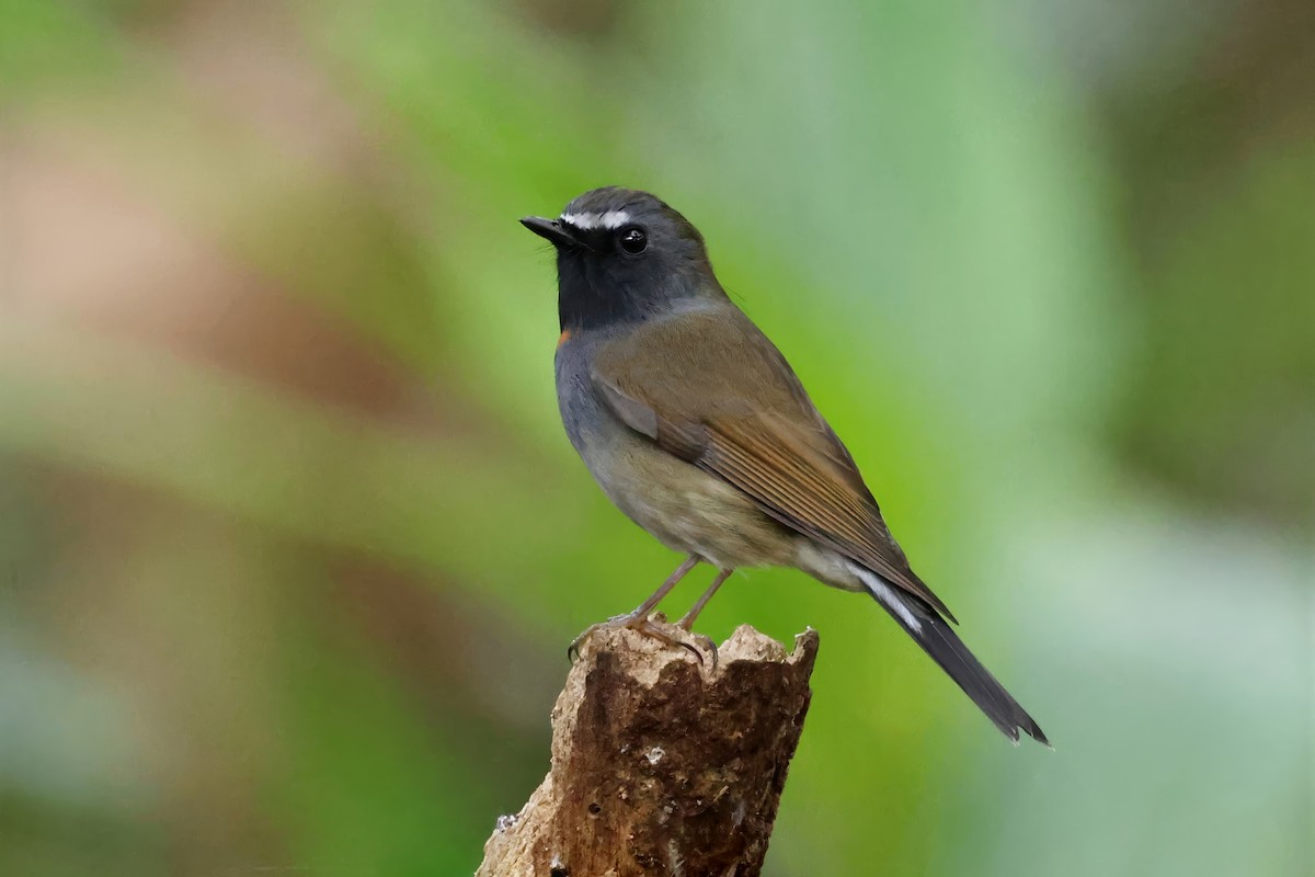 Rufous-gorgeted Flycatcher - ML615303966