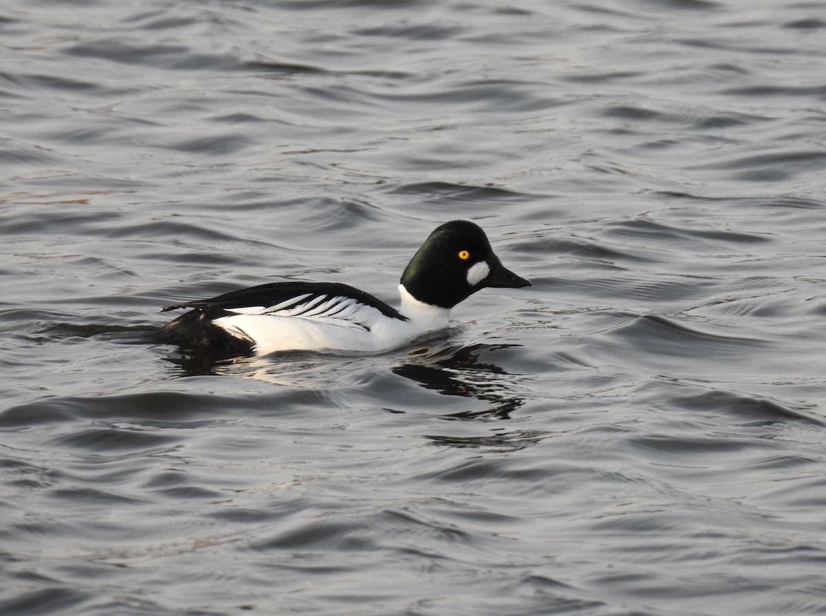 Common Goldeneye - Alan Younger