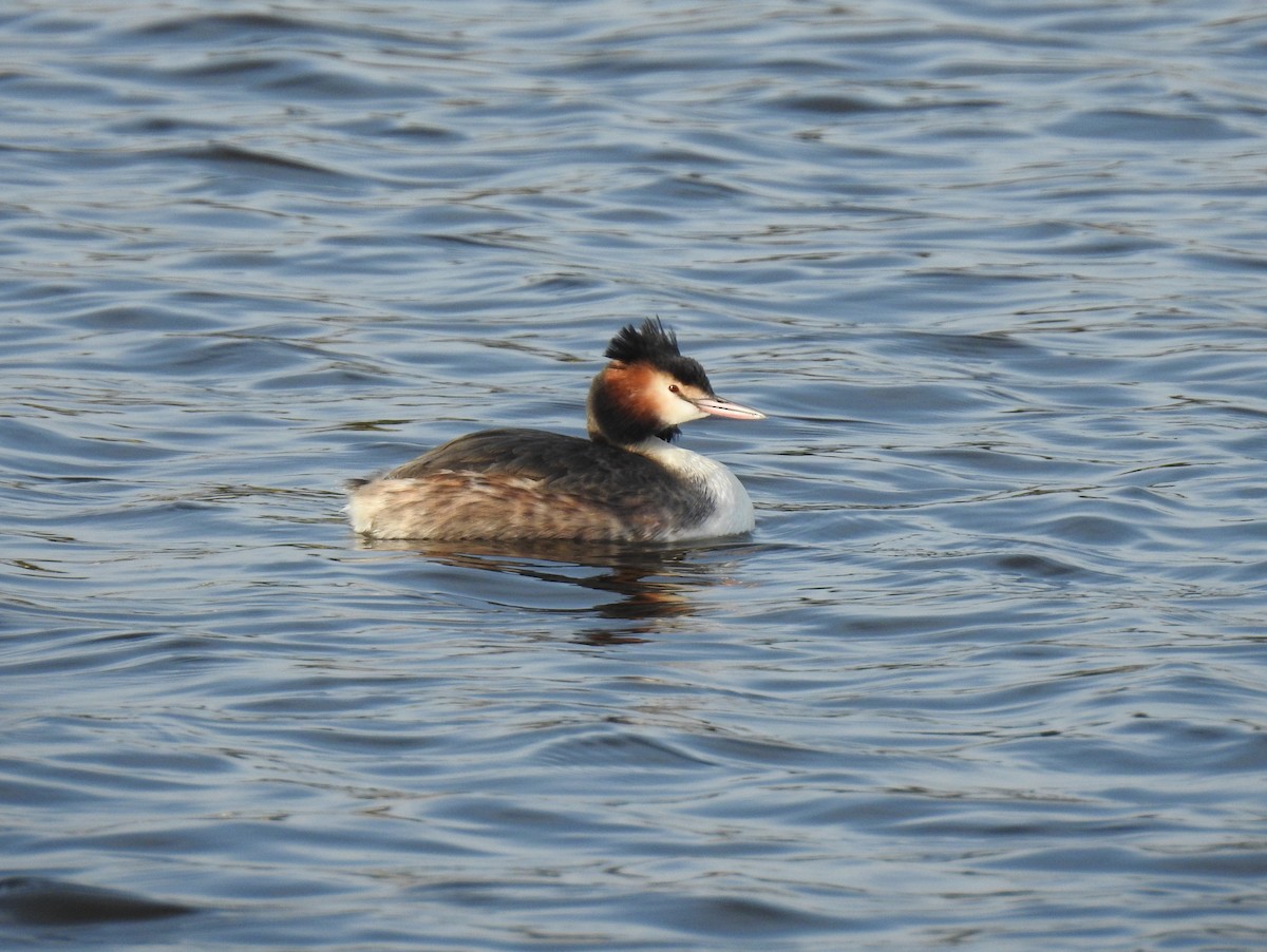 Great Crested Grebe - Alan Younger