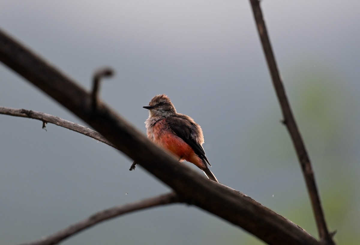 Vermilion Flycatcher - ML615304037