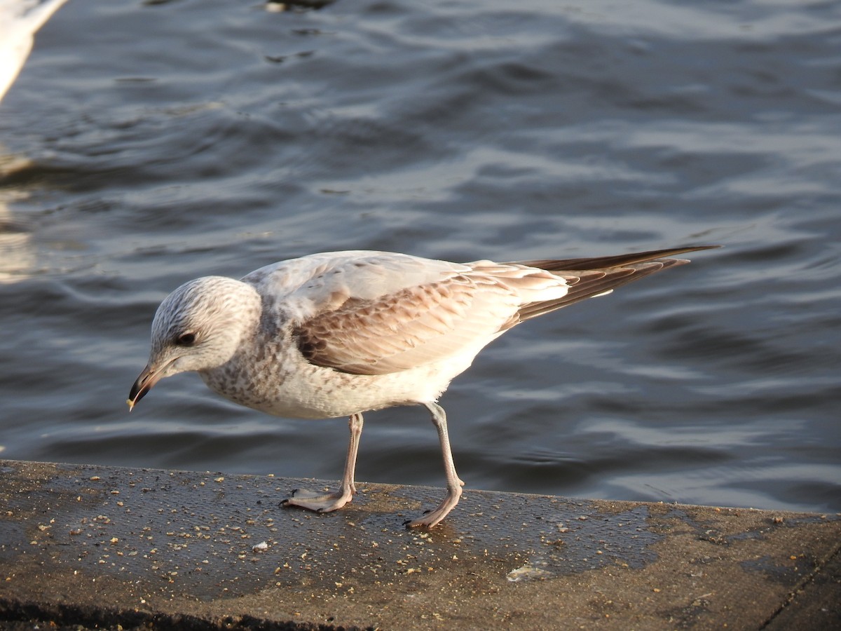 Common Gull - ML615304052