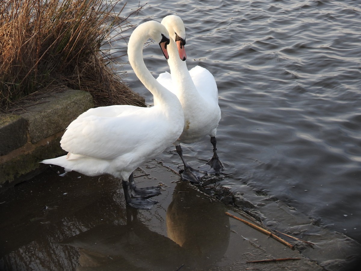 Mute Swan - Alan Younger