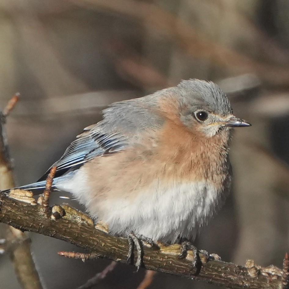 Eastern Bluebird - ML615304097