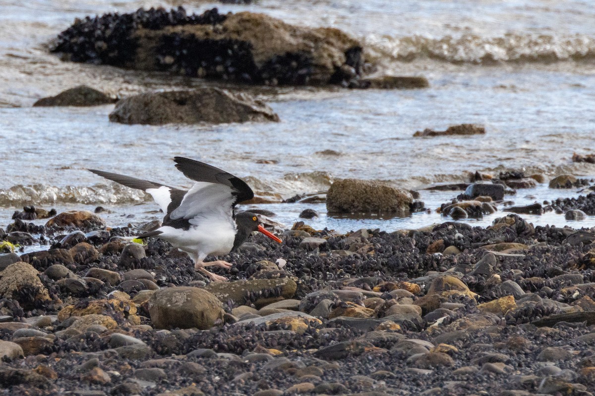 Magellanic Oystercatcher - ML615304175