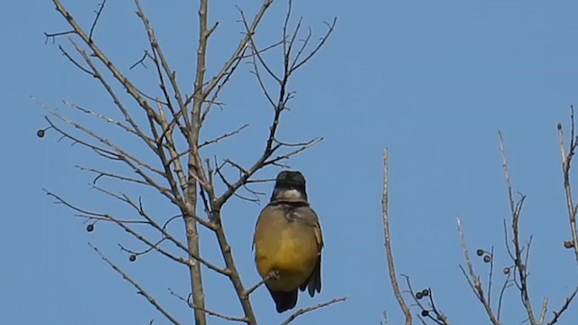 Cassin's Kingbird - ML615304188