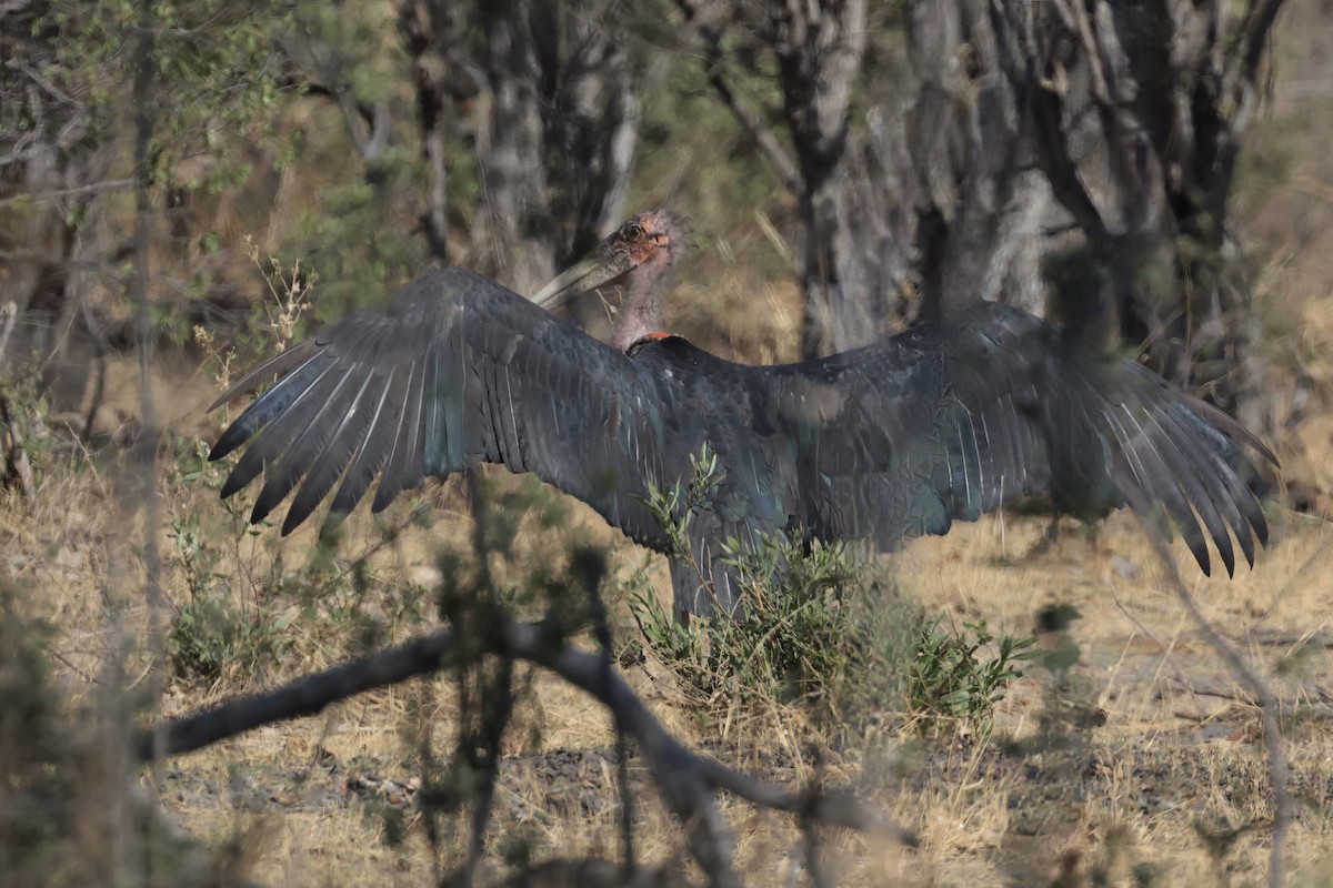 Marabou Stork - ML615304219