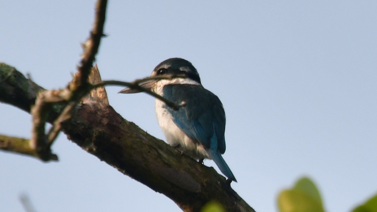 Collared Kingfisher - ML615304245