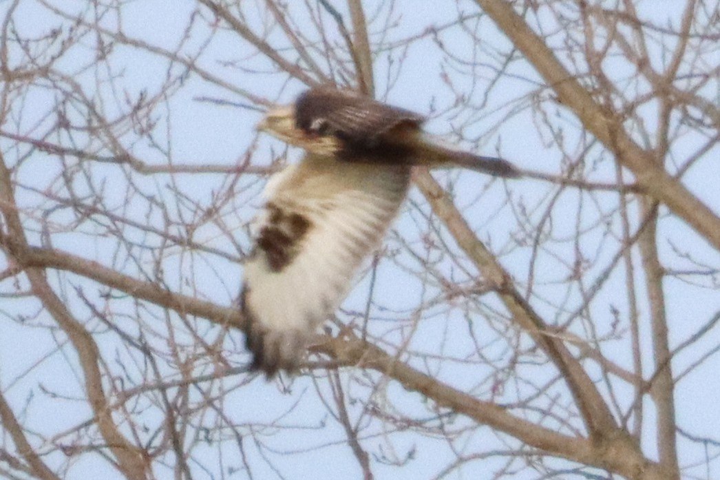 Rough-legged Hawk - ML615304277