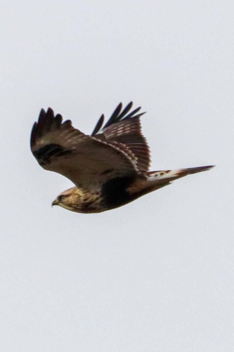 Rough-legged Hawk - ML615304279