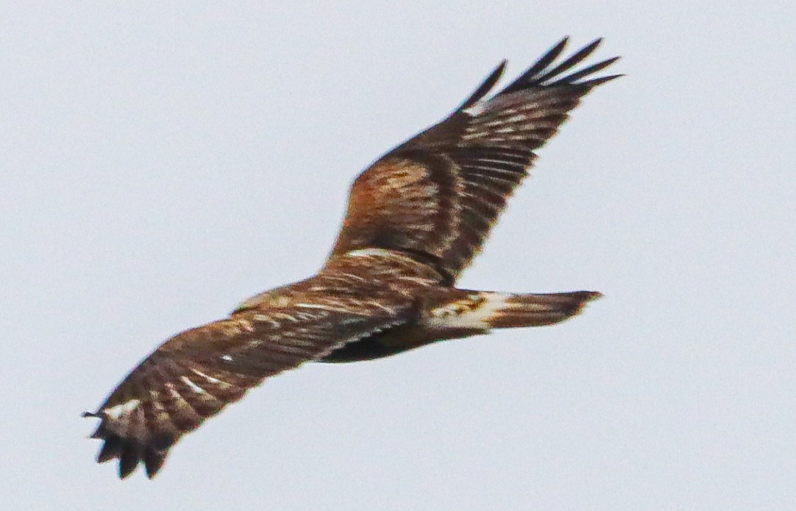 Rough-legged Hawk - ML615304281