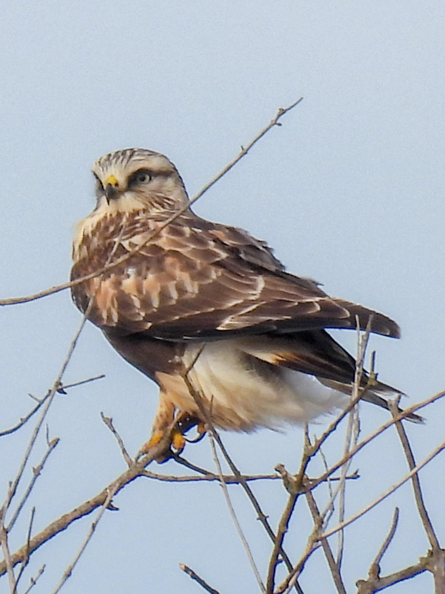 Rough-legged Hawk - ML615304282