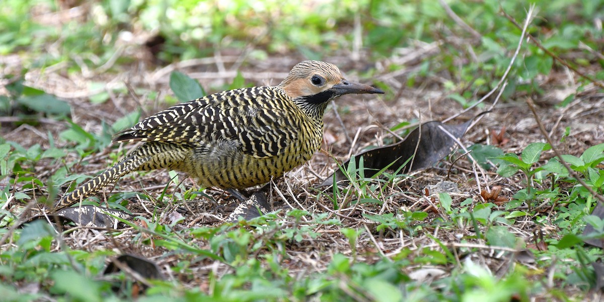 Fernandina's Flicker - ML615304296