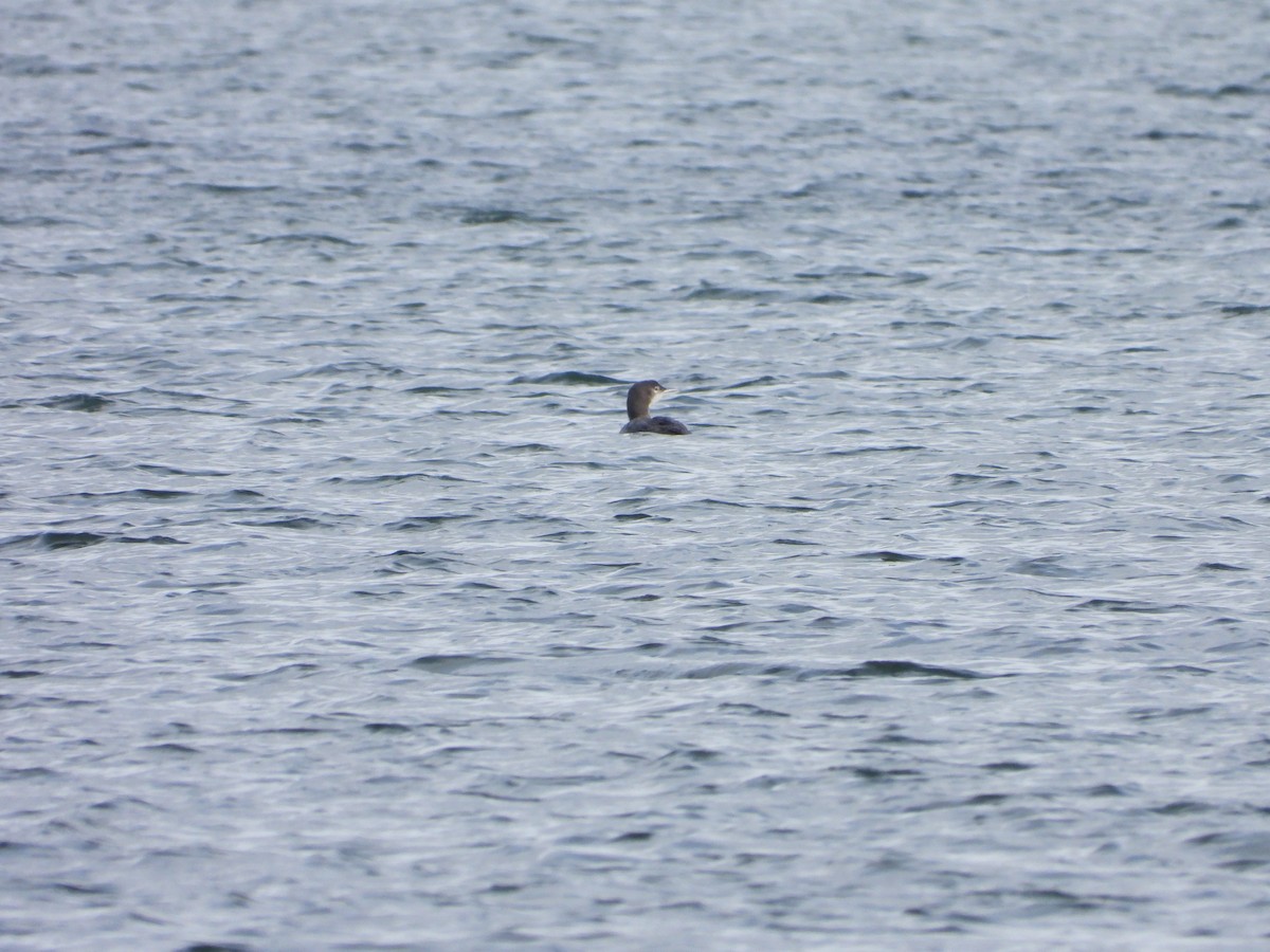 Common Loon - ML615304316