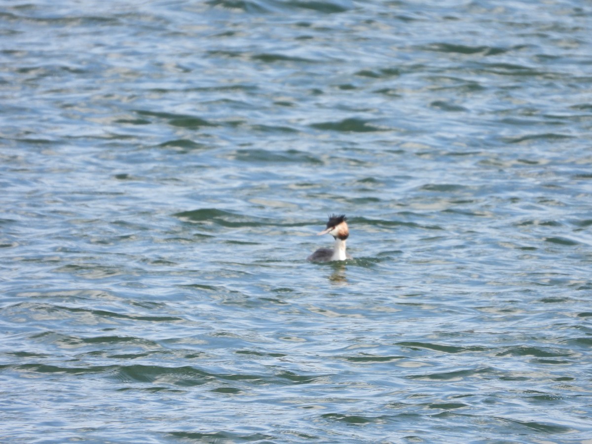 Great Crested Grebe - ML615304348