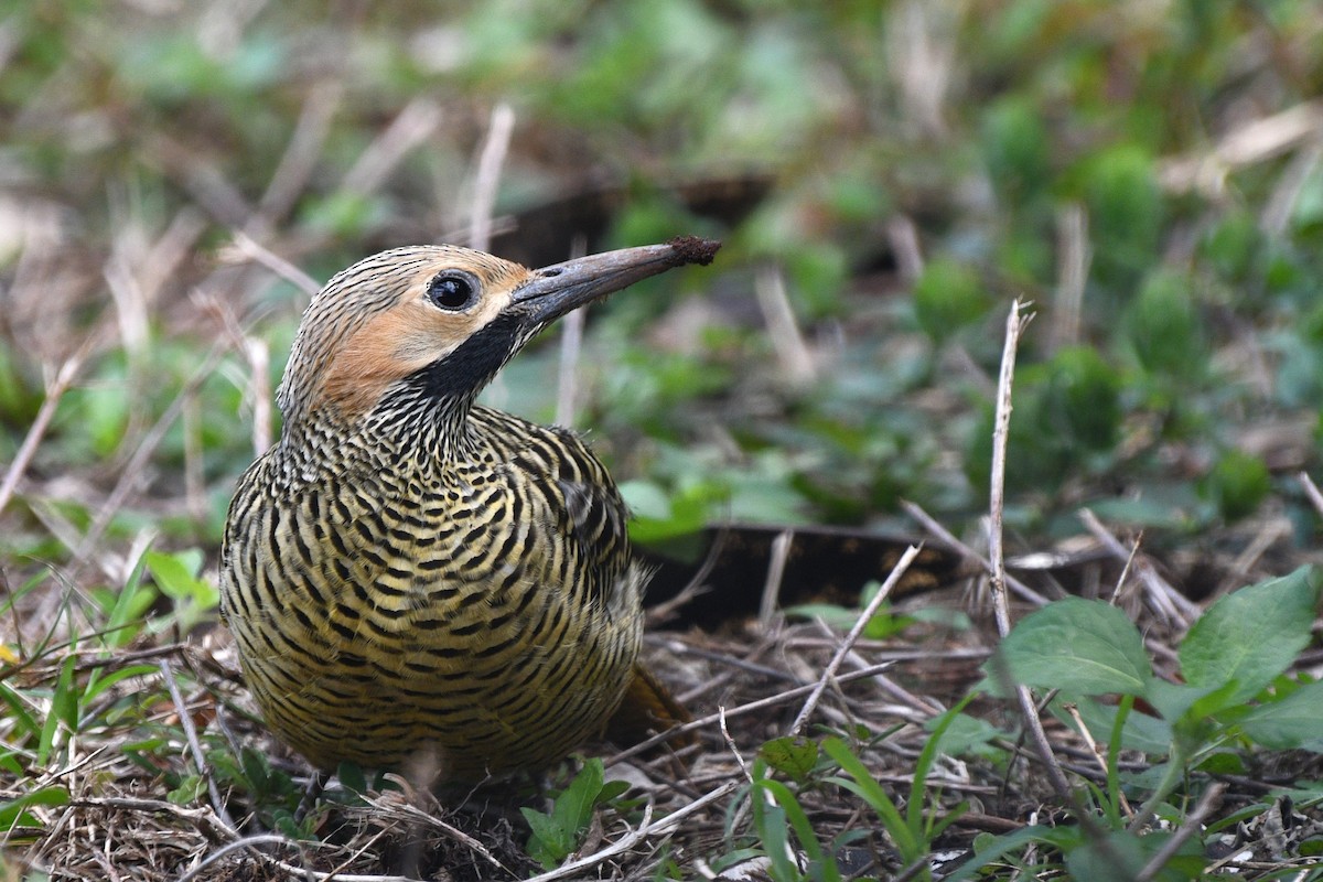 Fernandina's Flicker - ML615304372