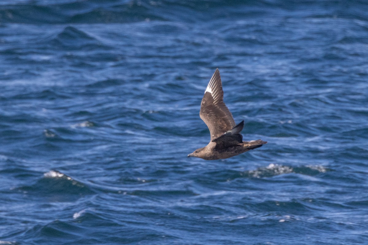 Chilean Skua - Charlie Bostwick