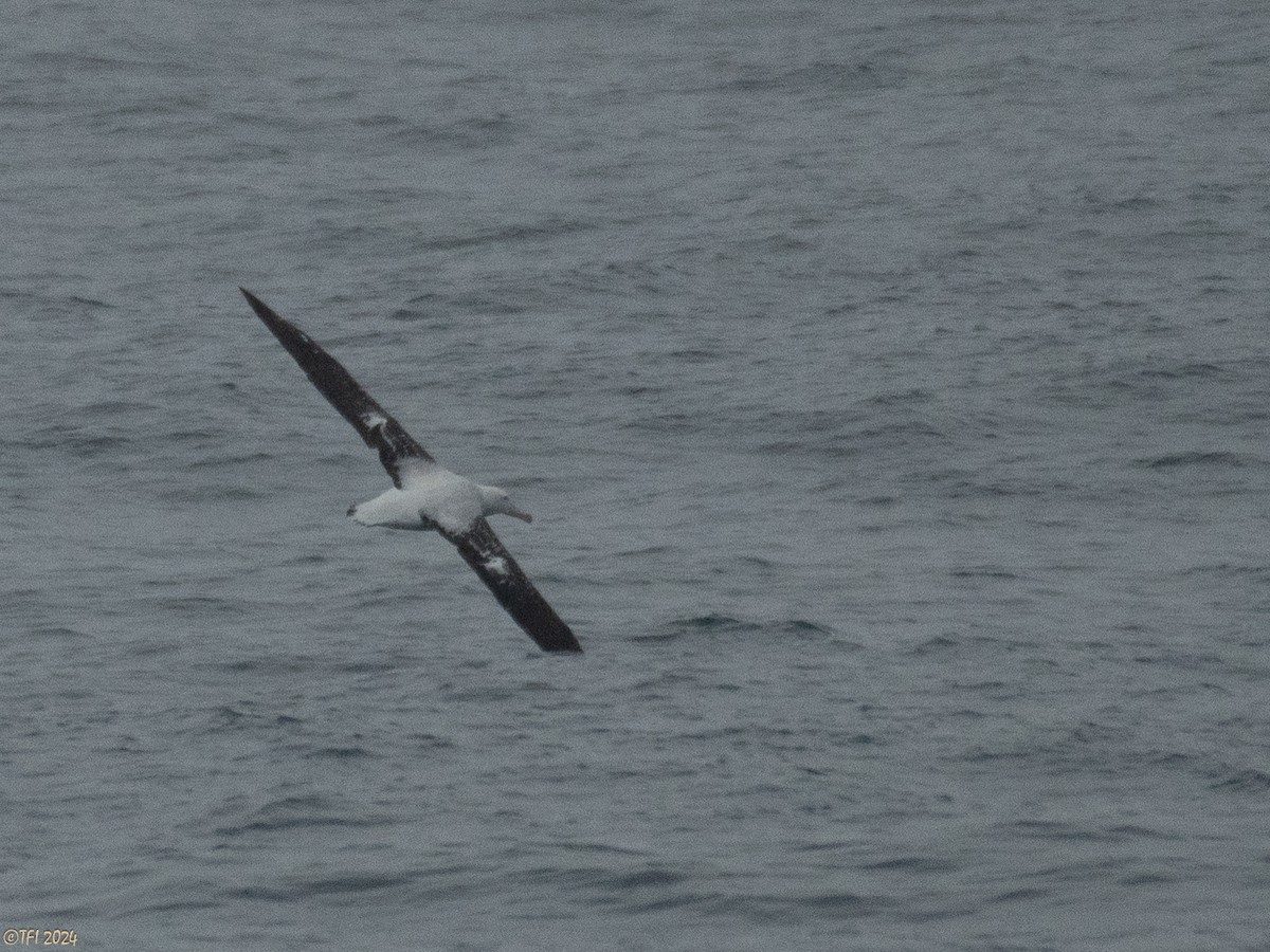 Snowy Albatross - ML615304405